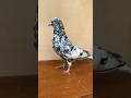Главный на Районе #pigeon #bird #nature #flying #голуби