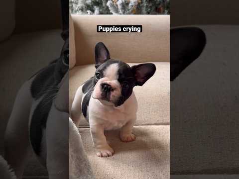Puppies crying compilation