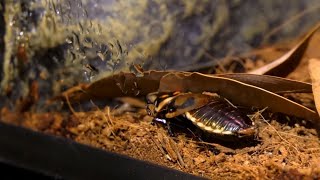 Мадагаскарские шипящие тараканы поселились в оранжерее «7 садов» в Когалыме