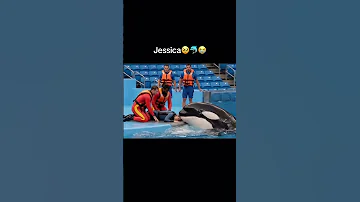للحظة بكاء حوت الأوركا على مربيته ومروضته جيسبكا في للحظات جد مؤثرة Shorts 