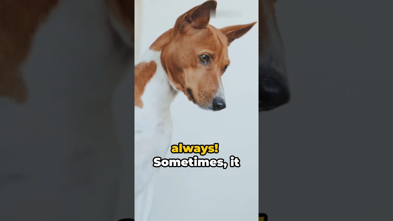 Dog myths | Dog behavior | Pet care tips | #shorts Dog myths | Dog behavior | Pet care tips | #shorts