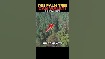 Deze boom kan zelfstandig bewegen?! - De wandelende palmboom - Socratea Exorrhiza