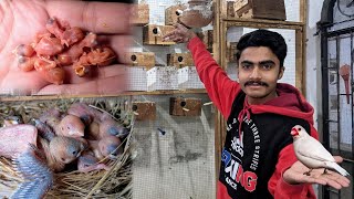 Java Sparrow Breeding setup || 3rd clutch ke eggs sy baby Nikal aye hy