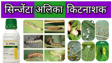 Alika Insecticide Information / Thimethoxam+LambdaCyhelothrin / Syngenta