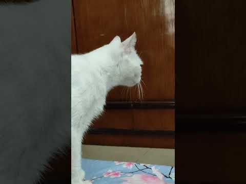 كنت بدور على مرعي ولقيته يوميات مرعى براو 