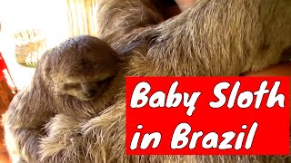 Sloth and her baby in Porto Seguro, Brazil