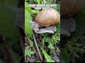 Snails Can Sleep for 3 Years 😴 #facts #curiosity #wildlife #animals#shorts