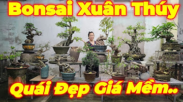 MISS XUÂN | #0967634263 | CÂY ĐẸP GIÁ MỀM CÓC QUÁI, DUỐI, LỘC VỪNG, SI ĐÀI LOAN, SI HỒNG, SAM, TÙNG.
