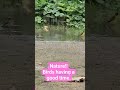 nature is good. #birds #youtubeshorts #africa #tiktok #fyp #youtubeshorts