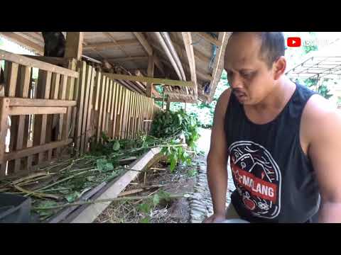 grebek usaha ternak kambing jumbo'sampek sukses//bapak yanto/mbelung