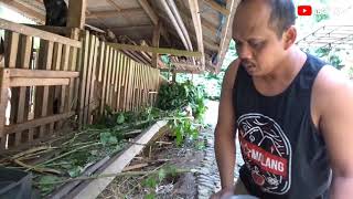 Kesuksesan Ternak Kambing Bapak Yanto Mbelung