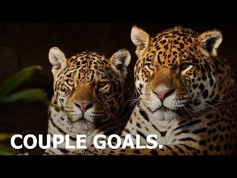 Jaguar COUPLE GOALS. - The Big Cat Sanctuary