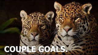 Jaguar COUPLE GOALS.  The Big Cat Sanctuary