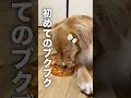 水に顔をつけてブクブクする犬が可愛すぎる..!!【ゴールデンレトリバー・ボーダーコリー】