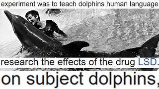 Dolphin LSD Science Experiment meme