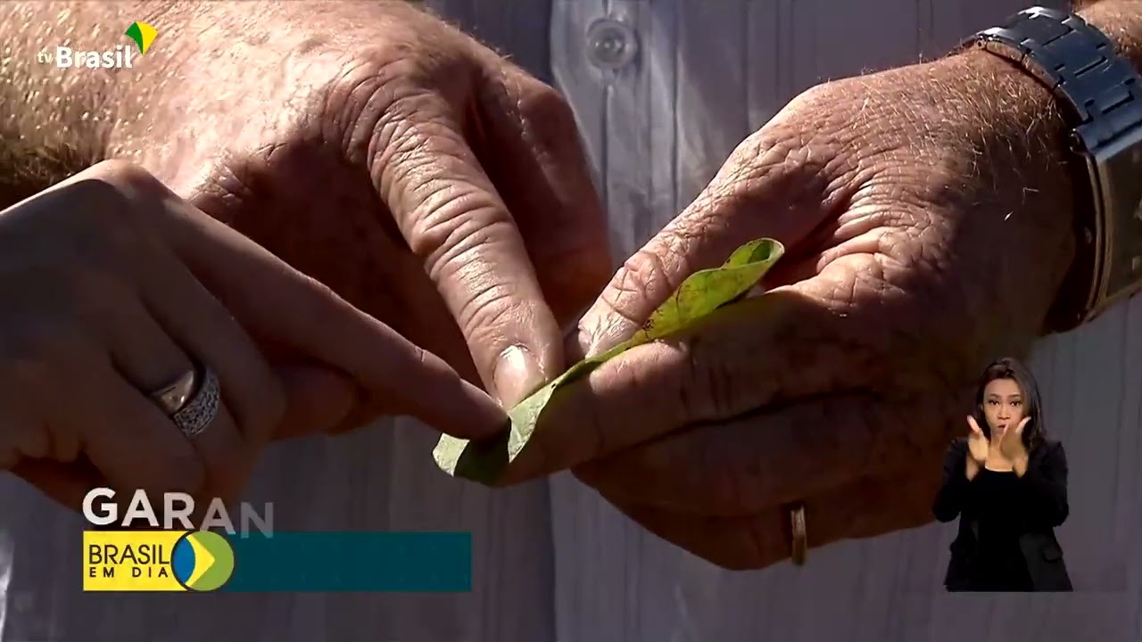 Assista: garantia-Safra será pago a partir desde mês em nove estados