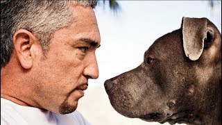 Cesar Millan - The Real Life Story of the Dog Whisperer - Biography Documentary Films