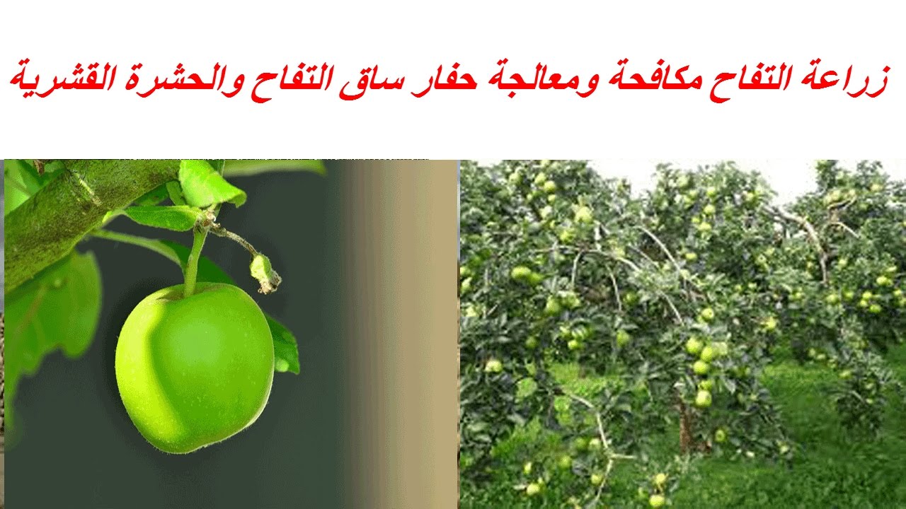 زراعة التفاح مكافحة ومعالجة حفار ساق التفاح والحشرة القشرية ونصائح