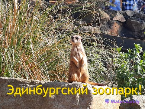1. Эдинбургский зоопарк!