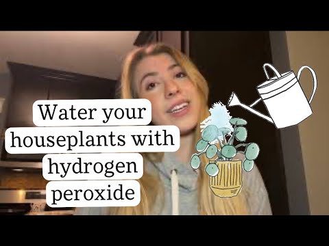 Watering Houseplants With Hydrogen Peroxide