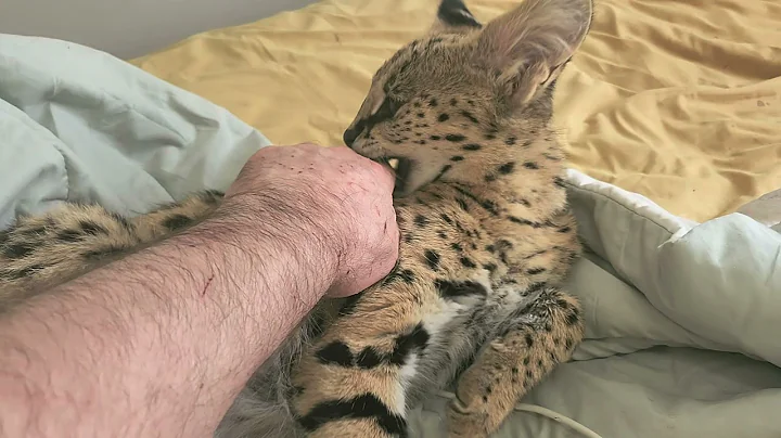 Video 7728241: cat servals kitten animals