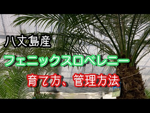 フェニックスロベレニー】フェニックスロベレニーの育て方、管理