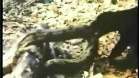 Jaguar & Anaconda [from www metacafe com]