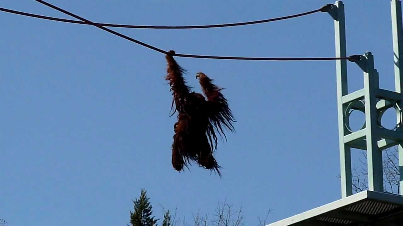 orangutan-national-zoo-dc-february-19-2012-youtube