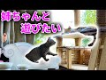 三毛猫のまりも姉さんと遊びたい保護猫みーちゃん