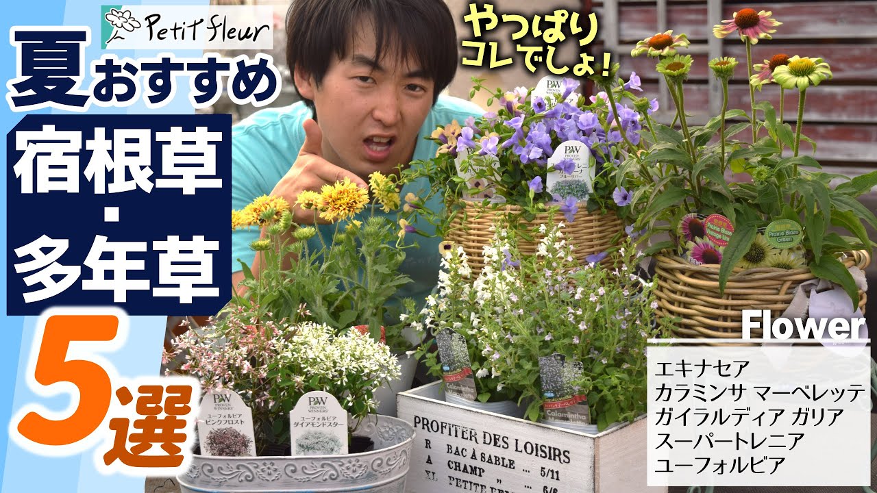 Enjoy every year] We will tell you about the perennial plants