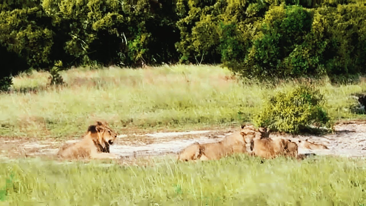 Young Son of Red Road Male Lion | Future King | Sabi Sands | 30 January ...