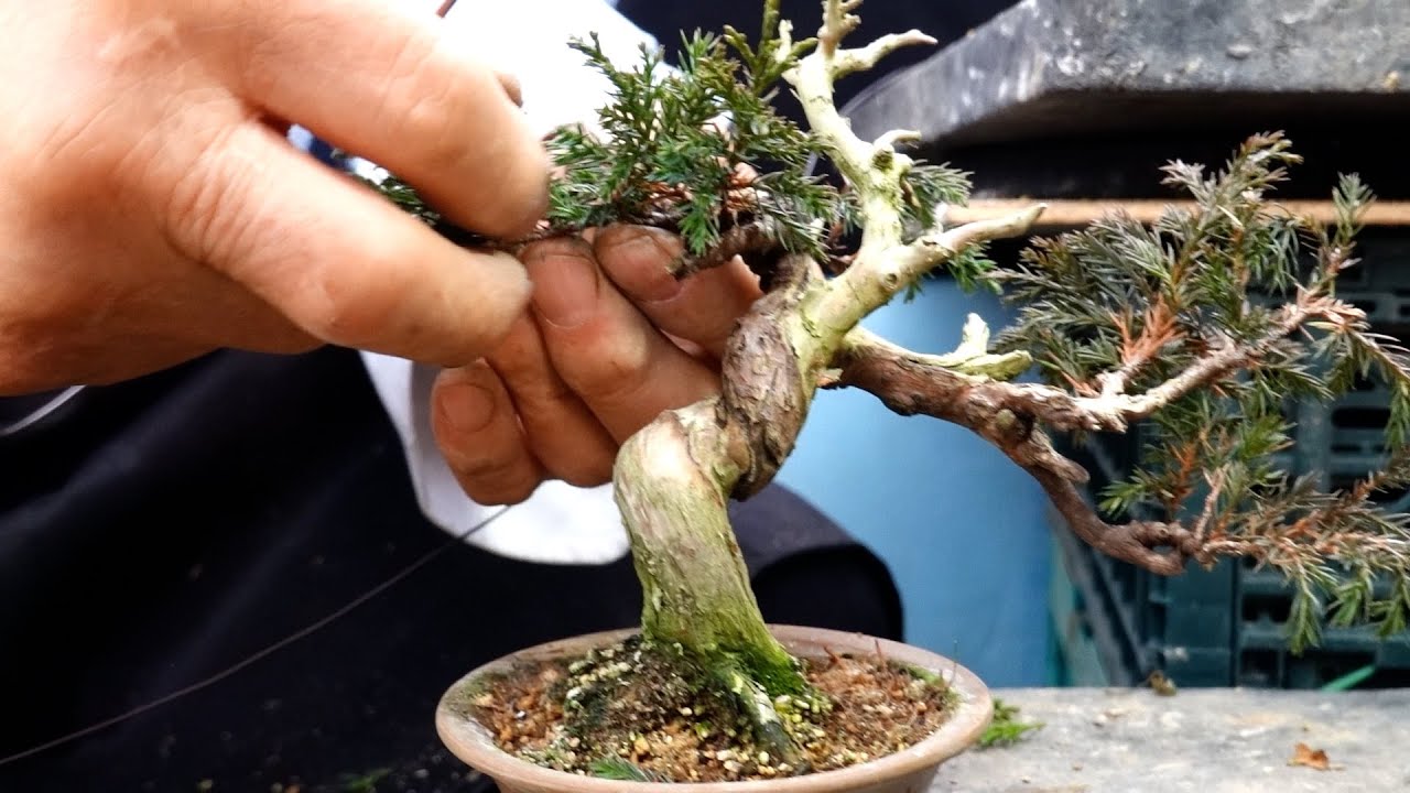 [サービス盆栽]真柏/差し枝 真柏】挿し木苗から良素材発掘！整枝、植え替え。 - YouTube