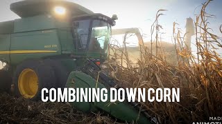 Combining down corn