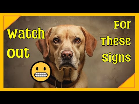Video: Spot-On Snapchat Filter Transformeert je hond vanaf 