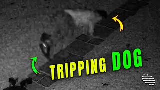 Guy Trips over Dogs Toy in the Dark