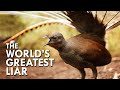 Lyrebird the worlds greatest mimic