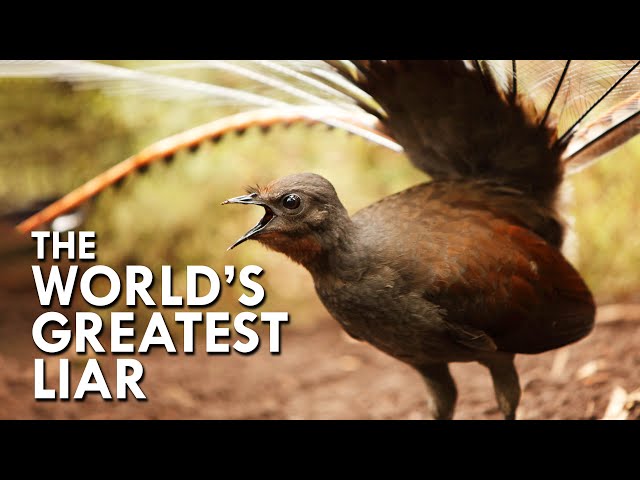 Lyrebird: The World’s Greatest Mimic class=