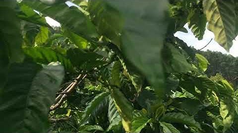 Đất Nghỉ Dưỡng - Di Linh - Bảo Thuận 8.500m2 View Hồ Kala