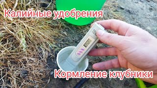 Кормление клубники калийными удобрениями, как вносить удобрения, ЕСи воды, сколько грамм на куст