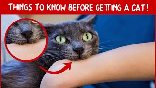 10 Amazing Cat Facts for New Owners