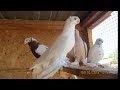 Узбекские голуби (Гульбадамы)2019   Uzbek pigeons (Gulbadam)2019