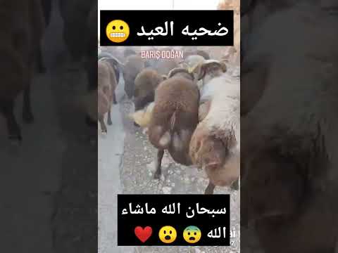 خرفان الأضاحي خرفان العيد ماشاءالله خرفان خروف غنم حالات واتس ستوريات سنابات عراق سعودية مصر