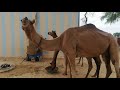Camel Milking | Camel Baby | Village Life Tharparkar | Camel Ride