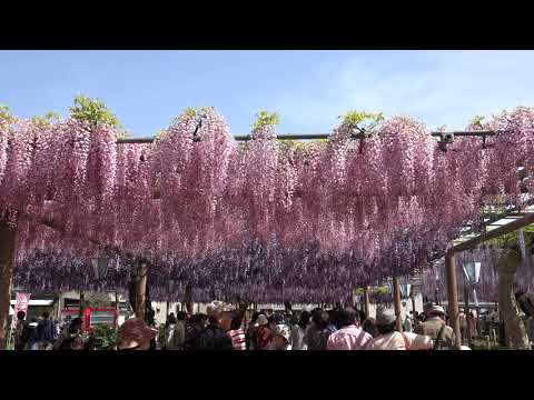 The Wisteria flower Festival in mandara temple 4K Ultra HD 愛知県江南市 藤まつり　曼荼羅寺公園　藤棚