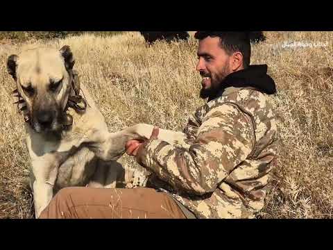 الخنازير تفتك بكلاب الكانجال رعي الماعز بالجبال