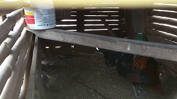 Los peb saib qaib txuam qua zoo heev -2019