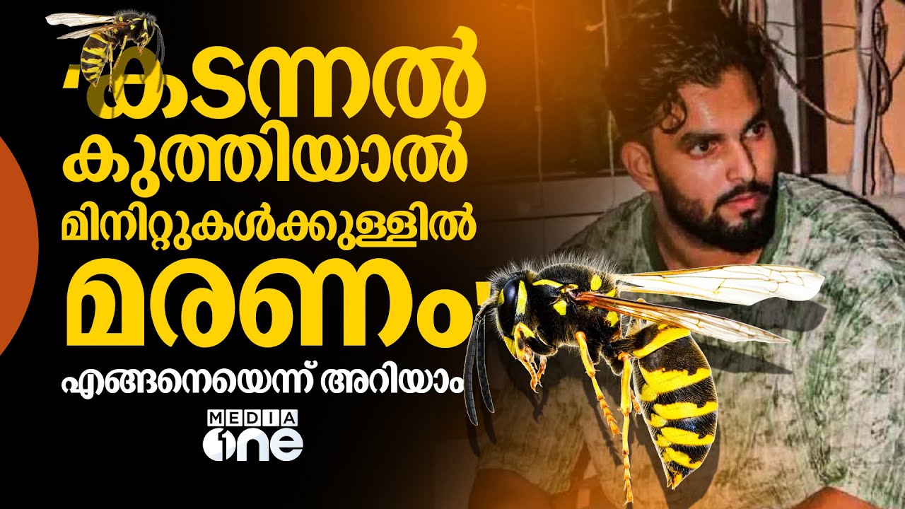 കടന്നൽ കുത്തേറ്റാൽ  ചെയ്യേണ്ടത്? പോംവഴി അറിയാം | How to Treat a Wasp Sting? | 