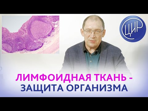 Лимфоидная ткань и иммунные клетки слизистых оболочек (MALT). Гузов И.И.