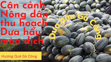 Cận cảnh Nông dân thu hoạch Dưa hấu Gò Công 51 #Hương_Quê_GC# Mời LIKE - Đăng kí  - Bình luận góp ý.