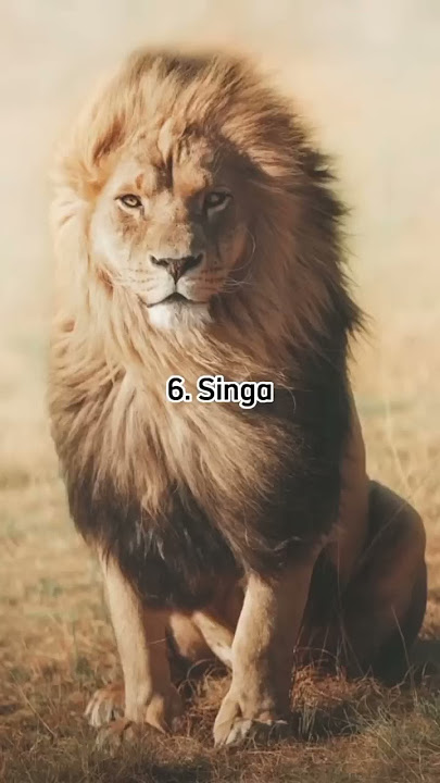 UNIK !! suara kucing kecil - besar       #cat #lion #harimau #macan #kucing #catvideos